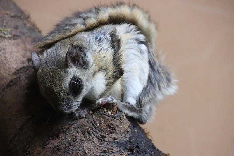 A southern flying squirrel clinging to the side of a tree trunk