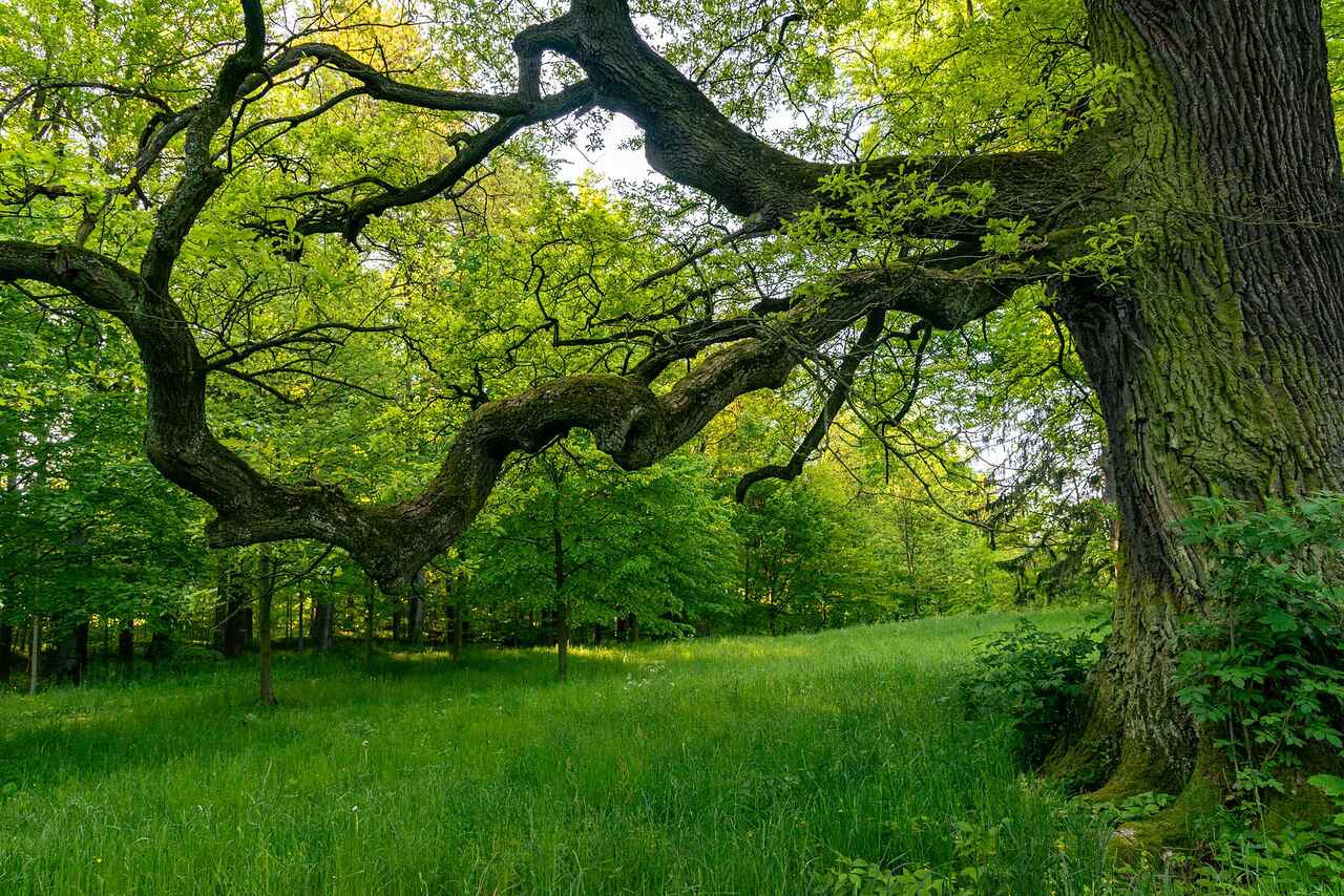 A sprawling oak with heavy low limbs spreading over open ground