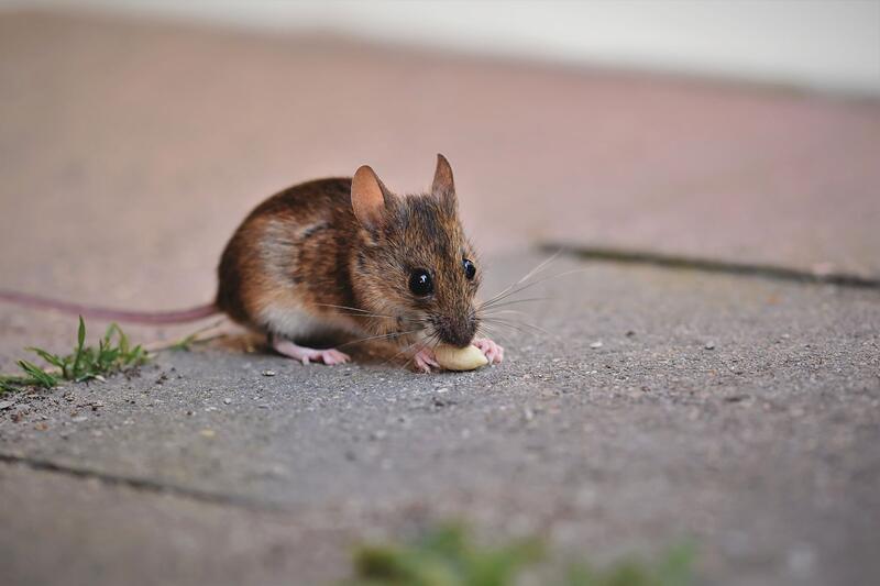 A small brown mouse feeding on a paved surface