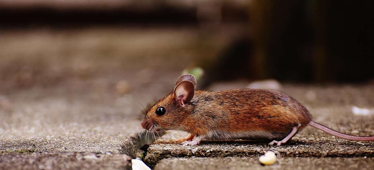 A house mouse pausing on bare wood with its head raised