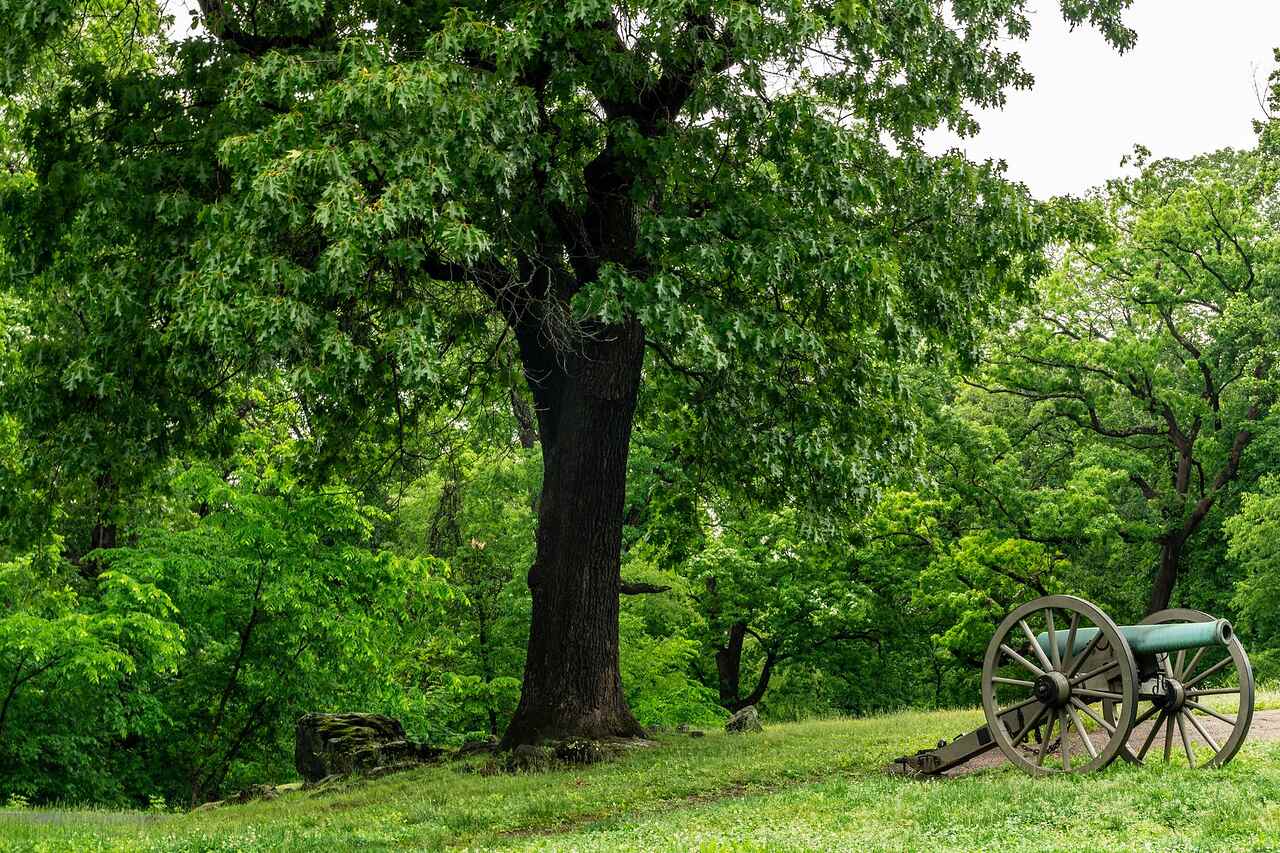 An old cannon standing under a large oak in a mown park